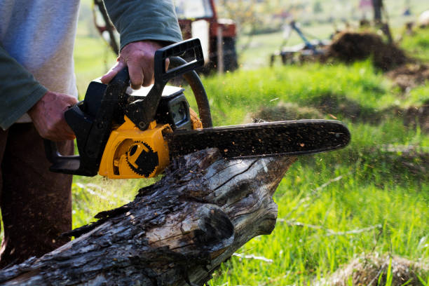Best Tree and Shrub Care  in Pleasant Garden, NC
